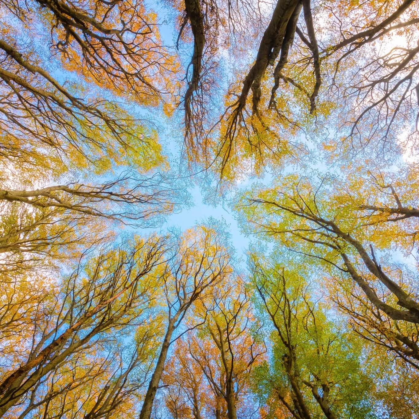 mansion88������(�й���)�ٷ���վ